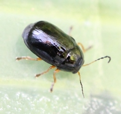 Cryptocephalus ocellatus