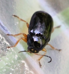 Cryptocephalus ocellatus