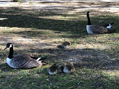 Branta canadensis