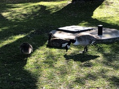 Branta canadensis