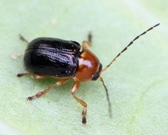 Cryptocephalus pusillus