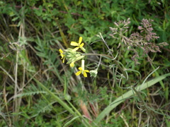 Erysimum canescens