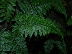 Asplenium cristatum