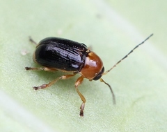 Cryptocephalus pusillus