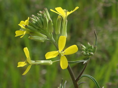 Erysimum canescens