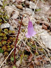 Soldanella