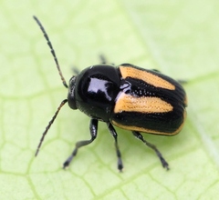 Cryptocephalus vittatus
