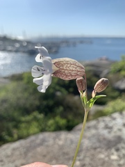 Silene uniflora
