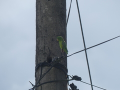 Forpus crassirostris