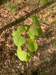 Tilia americana americana