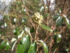 Viburnum × burkwoodii