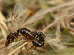 Solenopsis punctaticeps