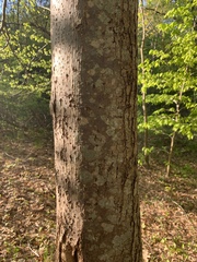 Tilia americana americana