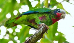 Amazona leucocephala