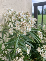 Choisya ×dewitteana