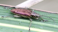 Donacia marginata