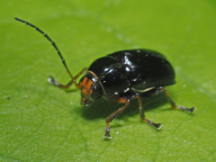 Cryptocephalus bameuli