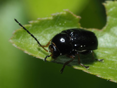 Cryptocephalus bameuli