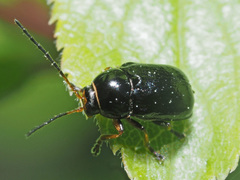 Cryptocephalus bameuli