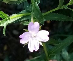 Epilobium tetragonum