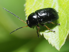 Cryptocephalus bameuli