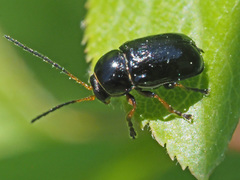 Cryptocephalus bameuli