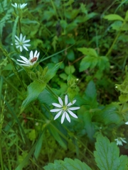 Stellaria nemorum