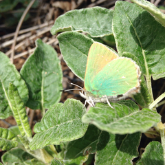Callophrys viridis