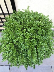 Buxus sempervirens