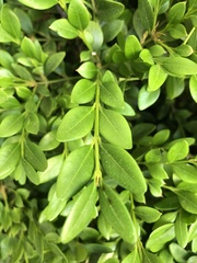 Buxus sempervirens