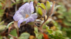 Phacelia fremontii