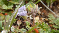 Phacelia fremontii