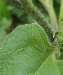 Rugosana