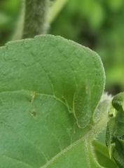 Rugosana