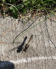 Leucorrhinia intacta