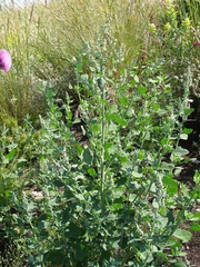 Chenopodium opulifolium