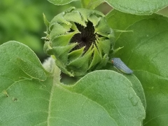 Rugosana