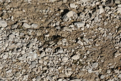 Argia tibialis