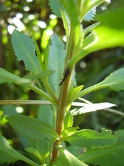 Rhadinosomus acuminatus
