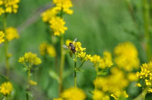 Orange-spined Drone Fly photo 6