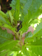 Rhadinosomus acuminatus
