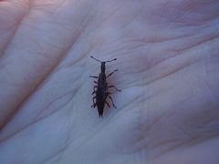 Rhadinosomus acuminatus