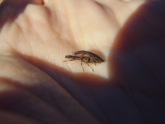 Rhadinosomus acuminatus