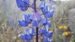 Lupinus benthamii