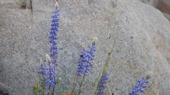 Lupinus benthamii