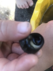 Planorbarius corneus