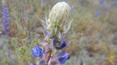 Lupinus benthamii