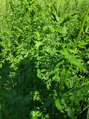 Thalictrum flavum