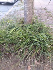 Chlorophytum comosum