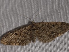 Eupithecia annulata